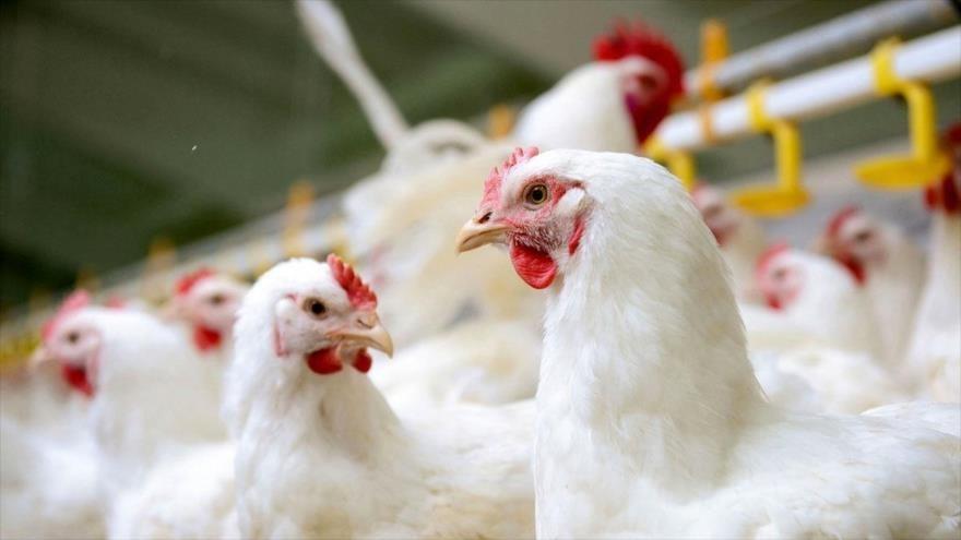 chicken
