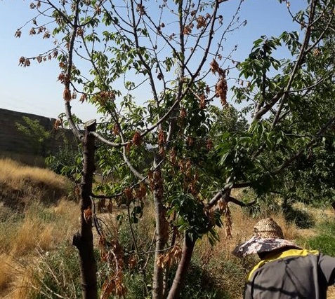 jangal2