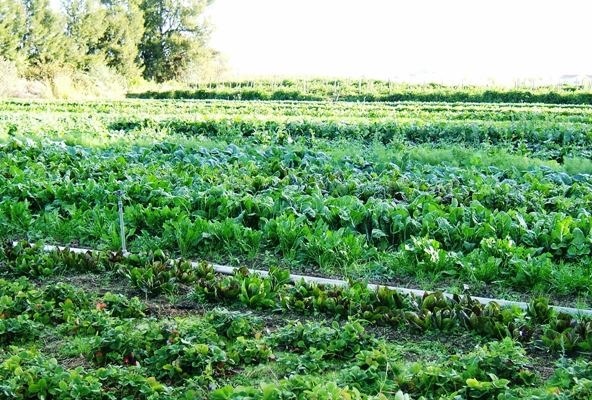 اختصاص  70 هکتار از زمین های کشاورزی کاشان به کشت اسفناج 