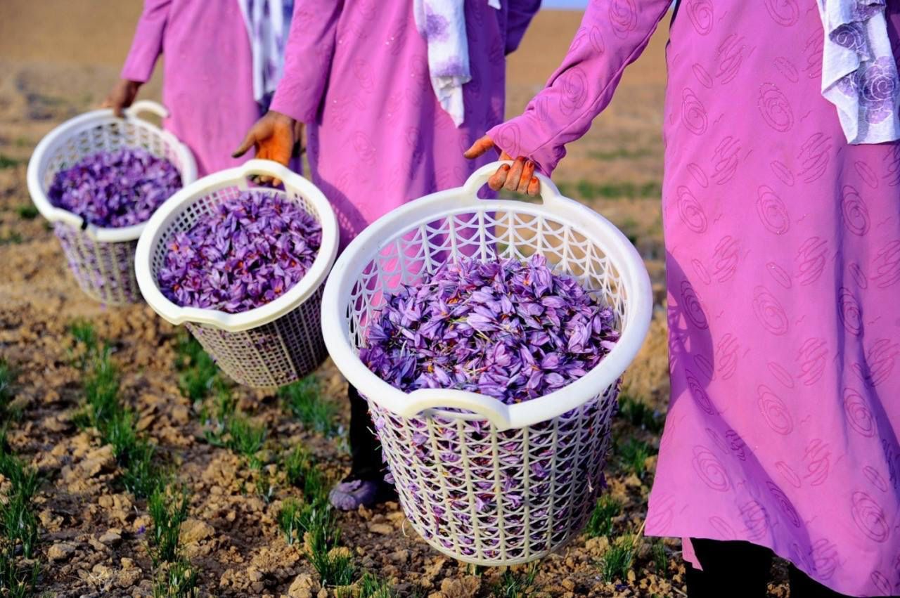 آغاز برداشت زعفران در نطنز 