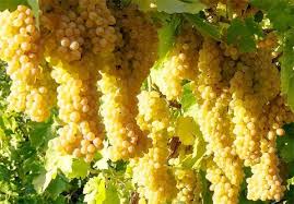 چهارمین جشنواره انگور و بوم گردی