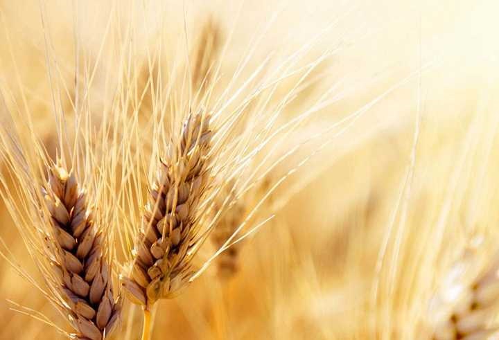 آغاز برداشت گندم در سمیرم 